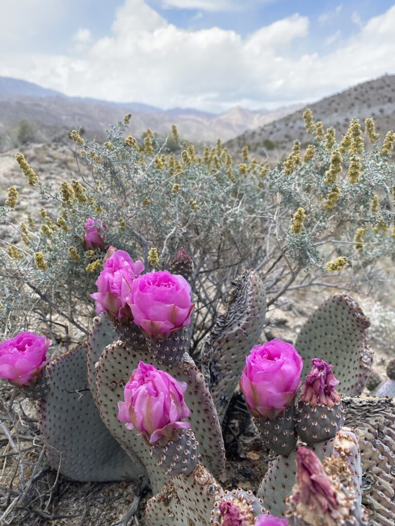 Randall Henderson Trail in Palm Desert